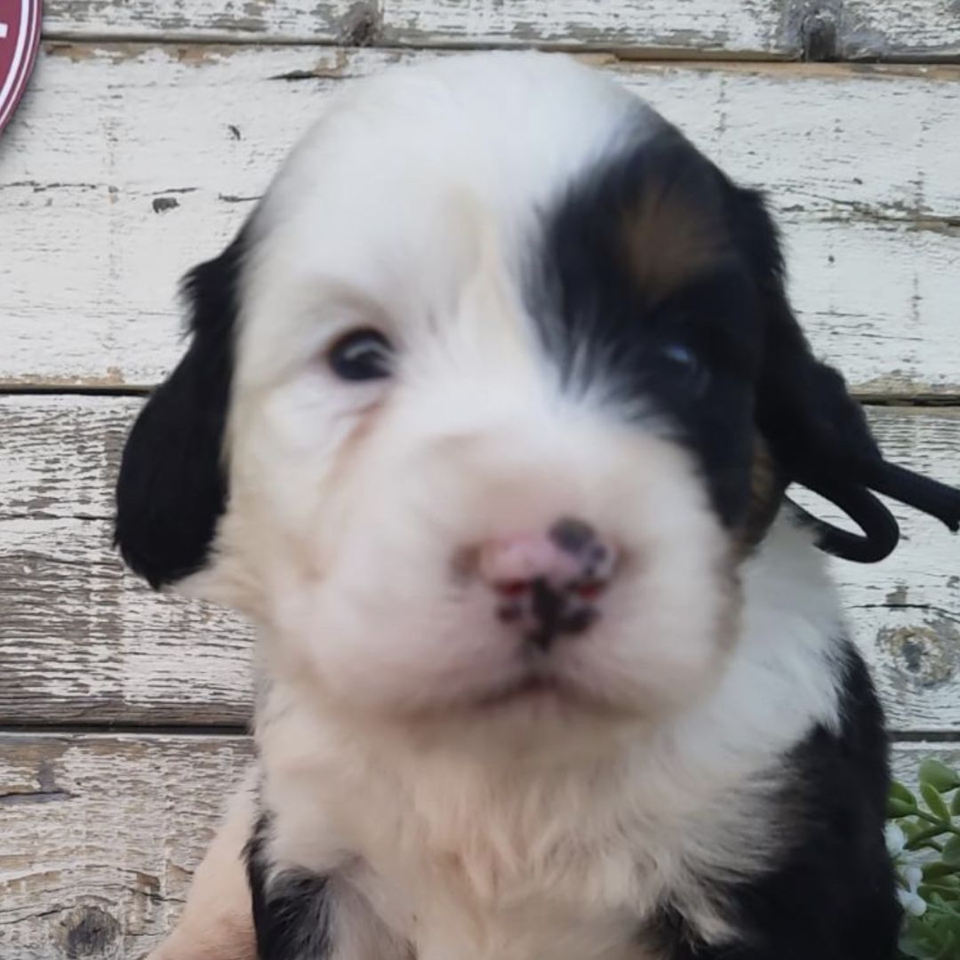 Otis (Male, F1 Mini Bernedoodle)