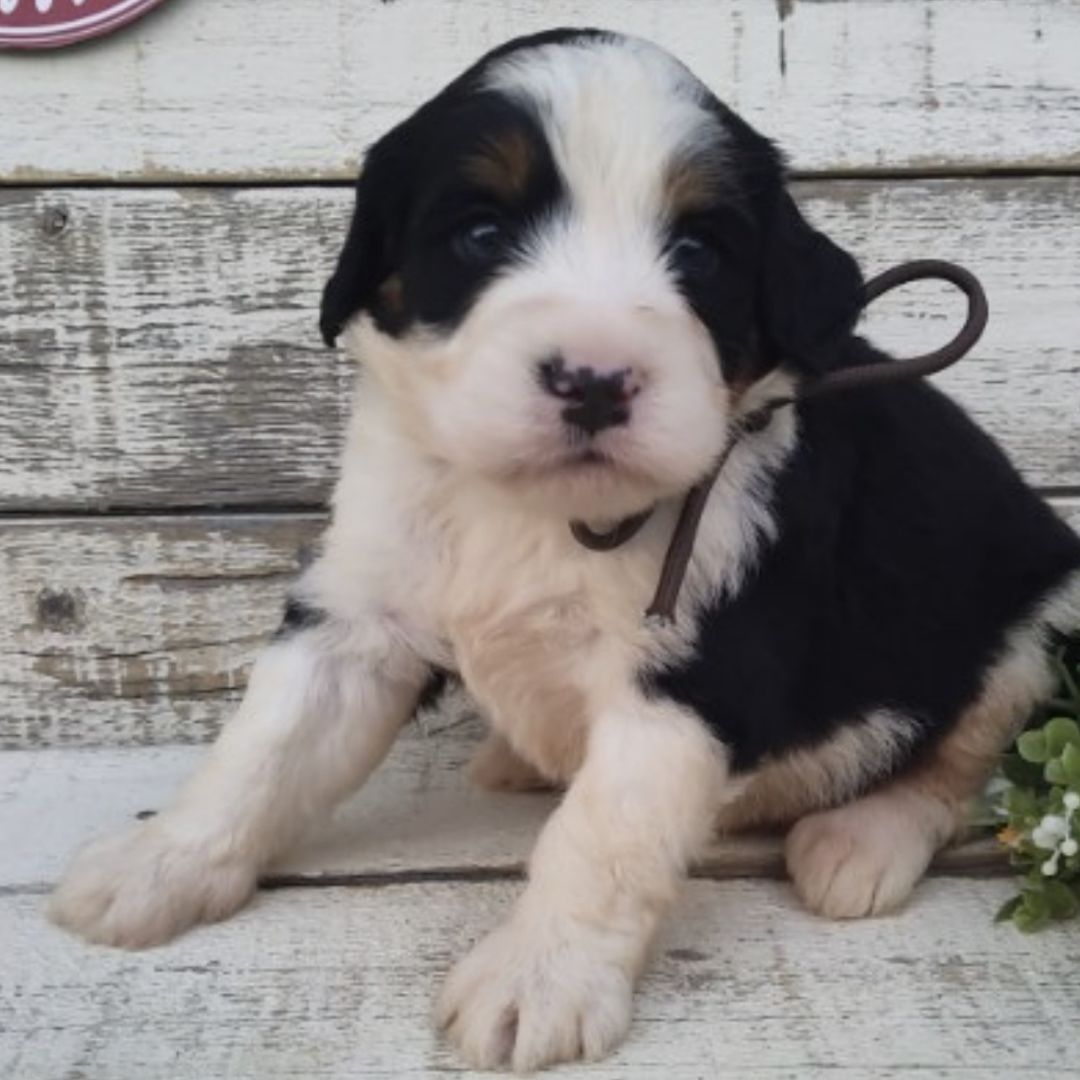 Owen (Male, F1 Mini Bernedoodle)