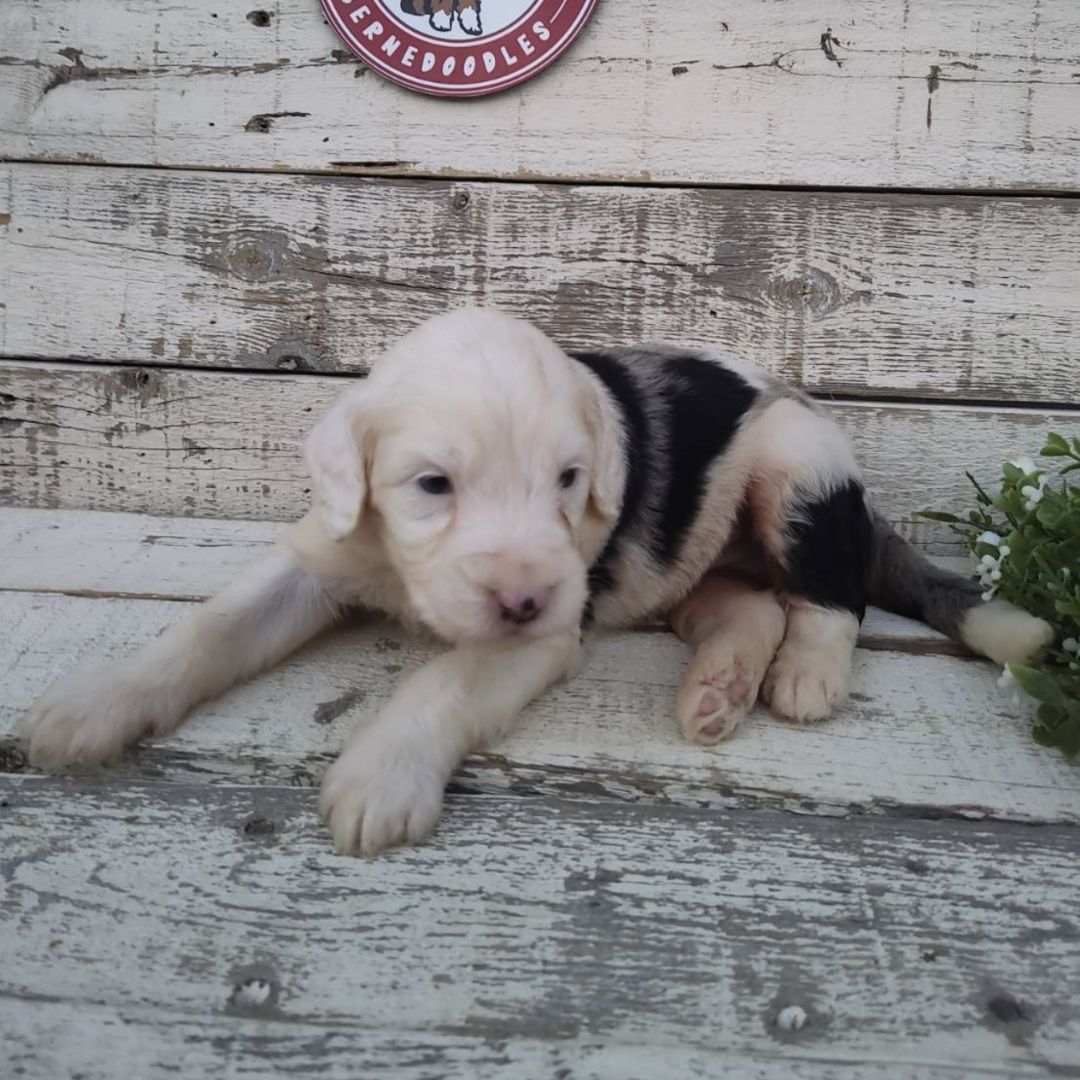 Oxana (Female, F1 Mini Bernedoodle)