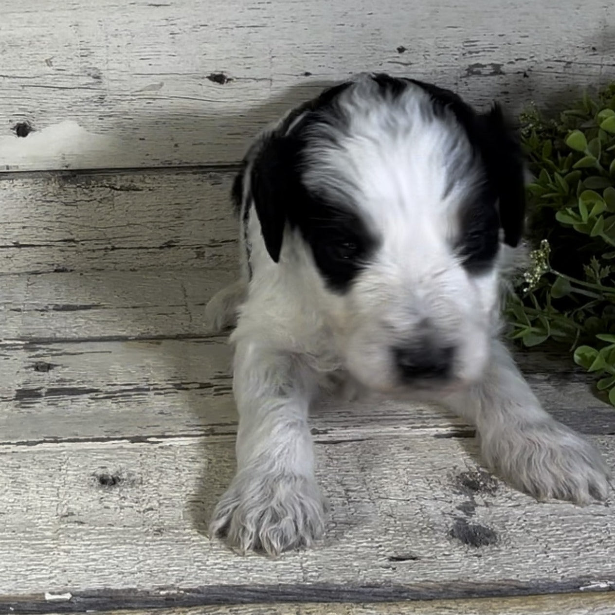 Percy (Male, F1b Major Bernedoodle)