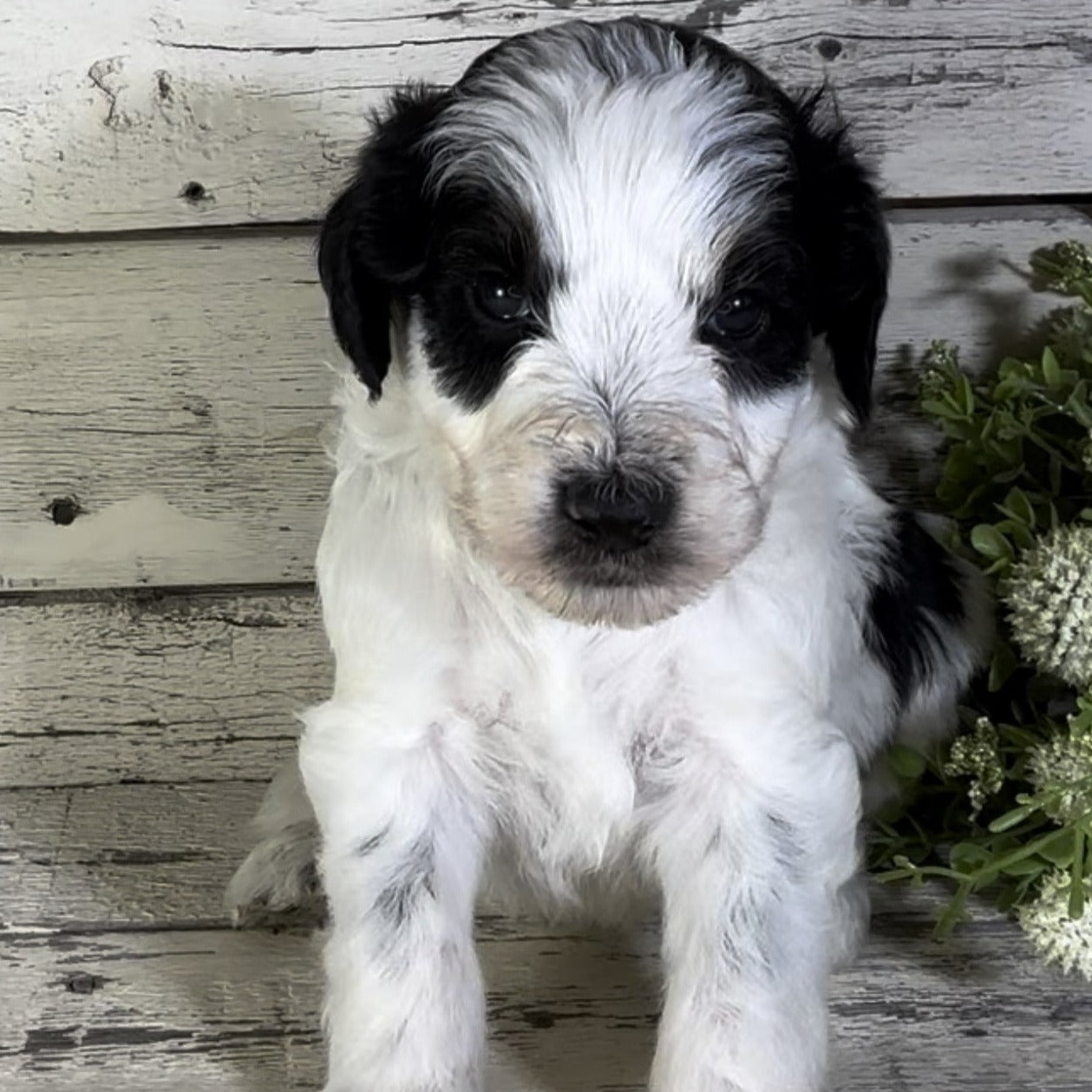 Percy (Male, F1b Major Bernedoodle)