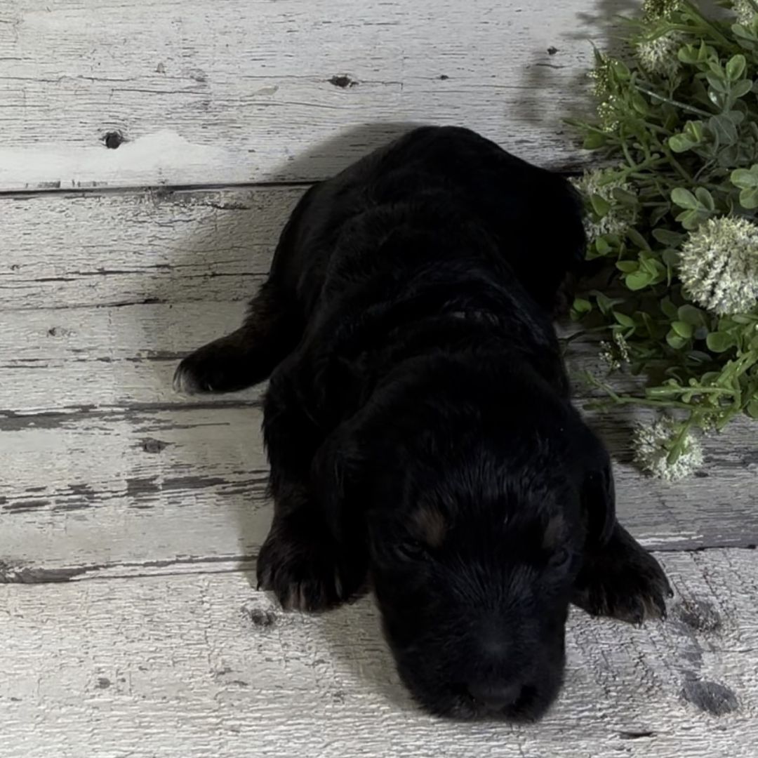 Phoebe (Female, F1b Major Bernedoodle)