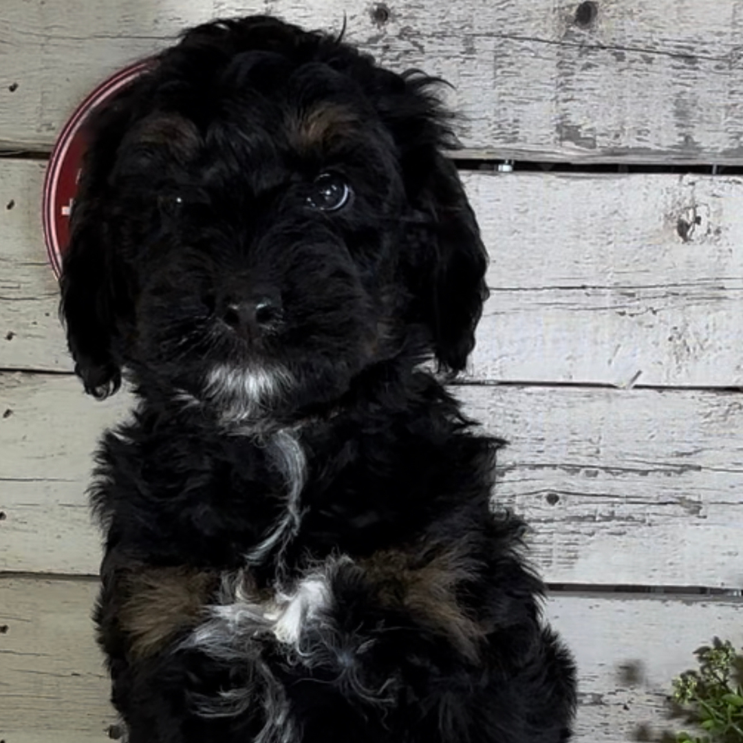 Phoebe (Female, F1b Major Bernedoodle)