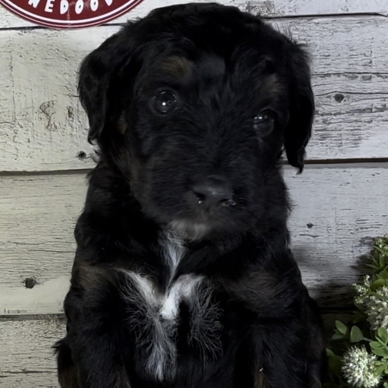 Phoebe (Female, F1b Major Bernedoodle)