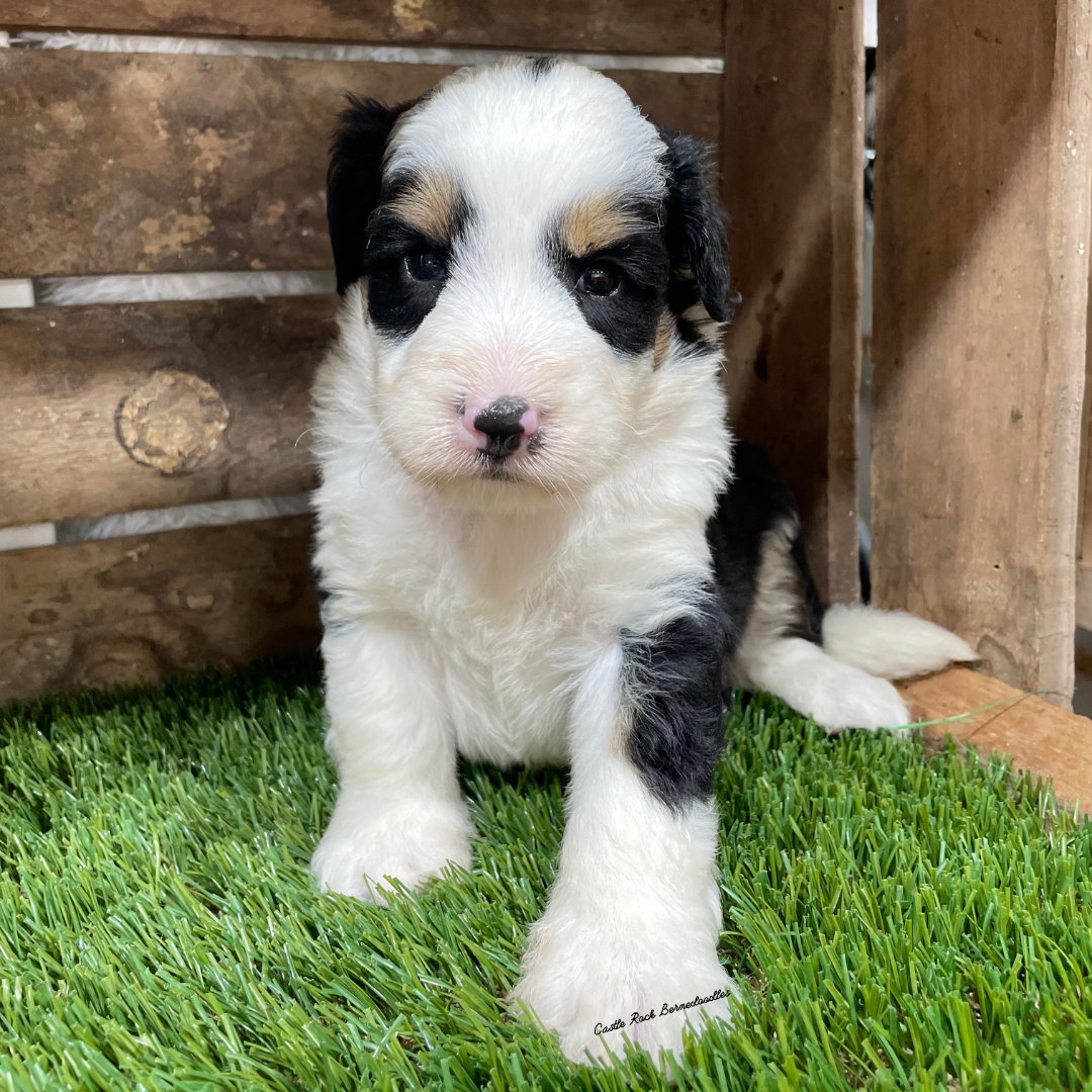 Ulysses (Male, F1 Mini Bernedoodle) - FOUND A NEW HOME