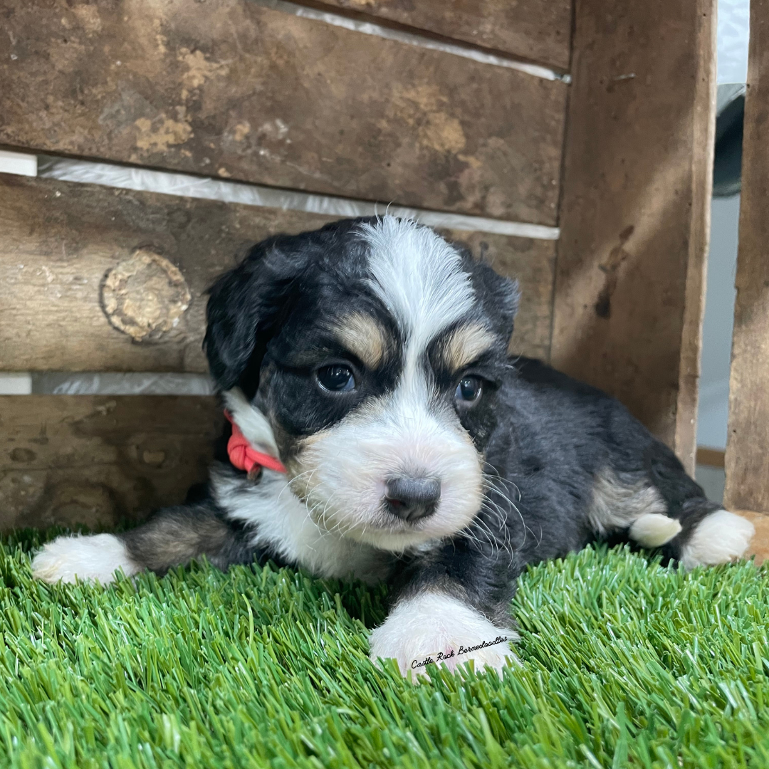 Viking (Male, F1 Tiny Bernedoodle) - FOUND A NEW HOME