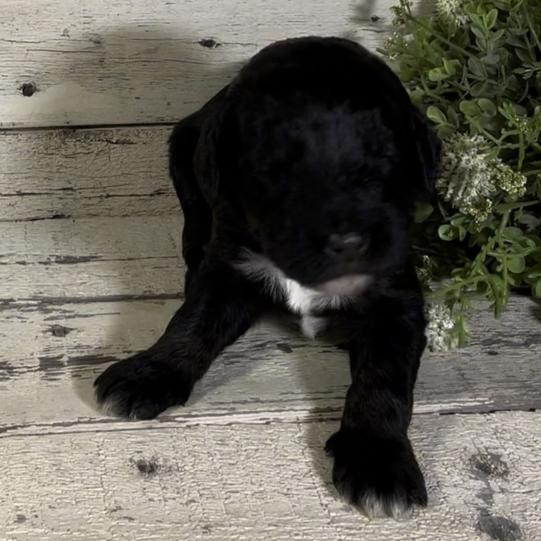 Pippa (Female, F1b Major Bernedoodle)
