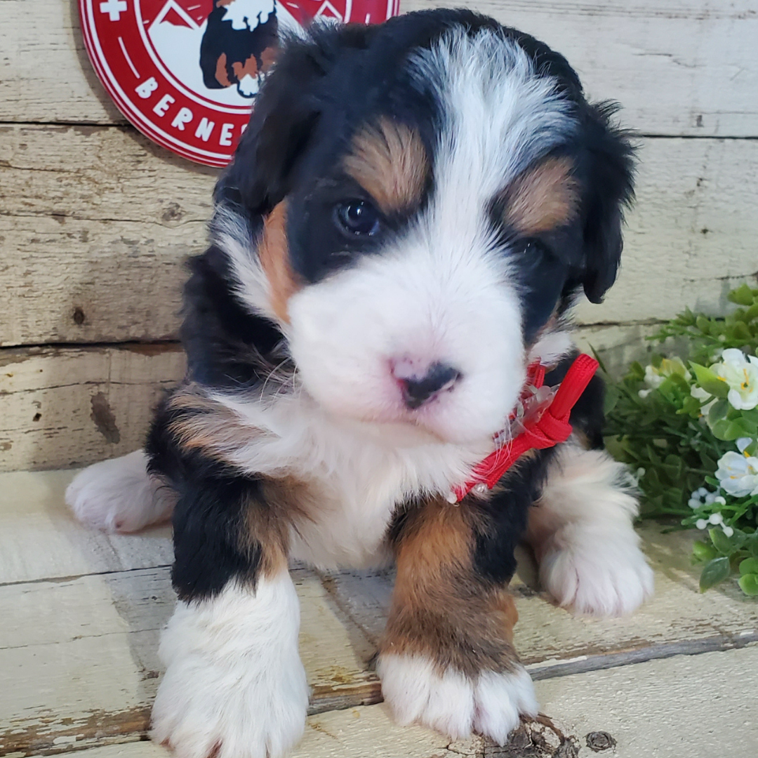 Pumpkin (Female, F1 Mini Bernedoodle)