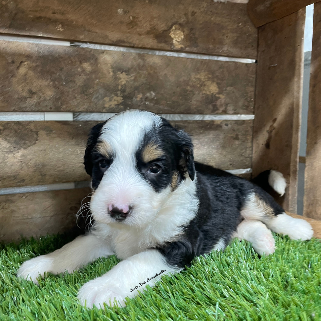 Usher (Male, F1 Mini Bernedoodle) - FOUND A NEW HOME