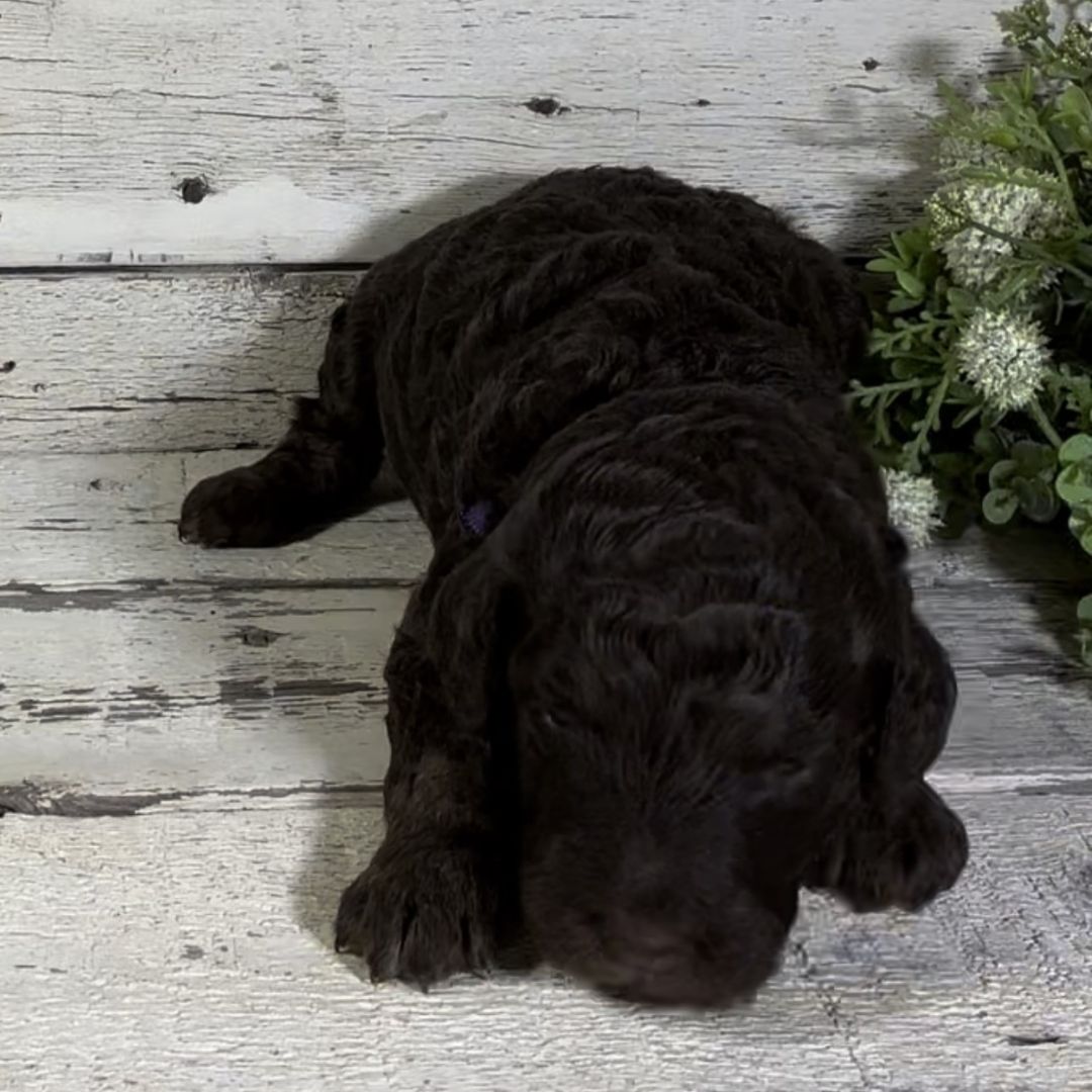QT (Female, F1b Maxi Bernedoodle)