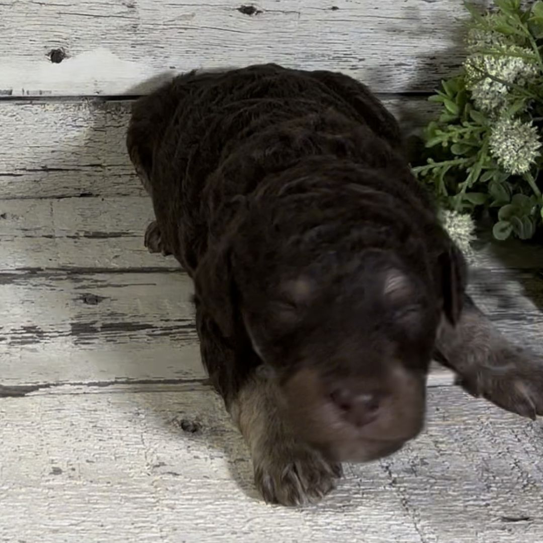 Qadir (Male, F1b Maxi Bernedoodle)