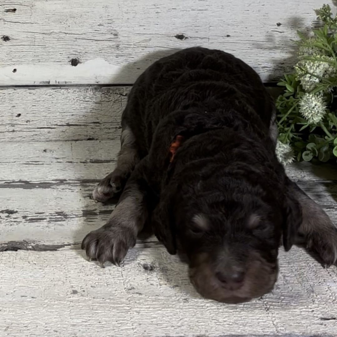 Quay (Male, F1b Maxi Bernedoodle)