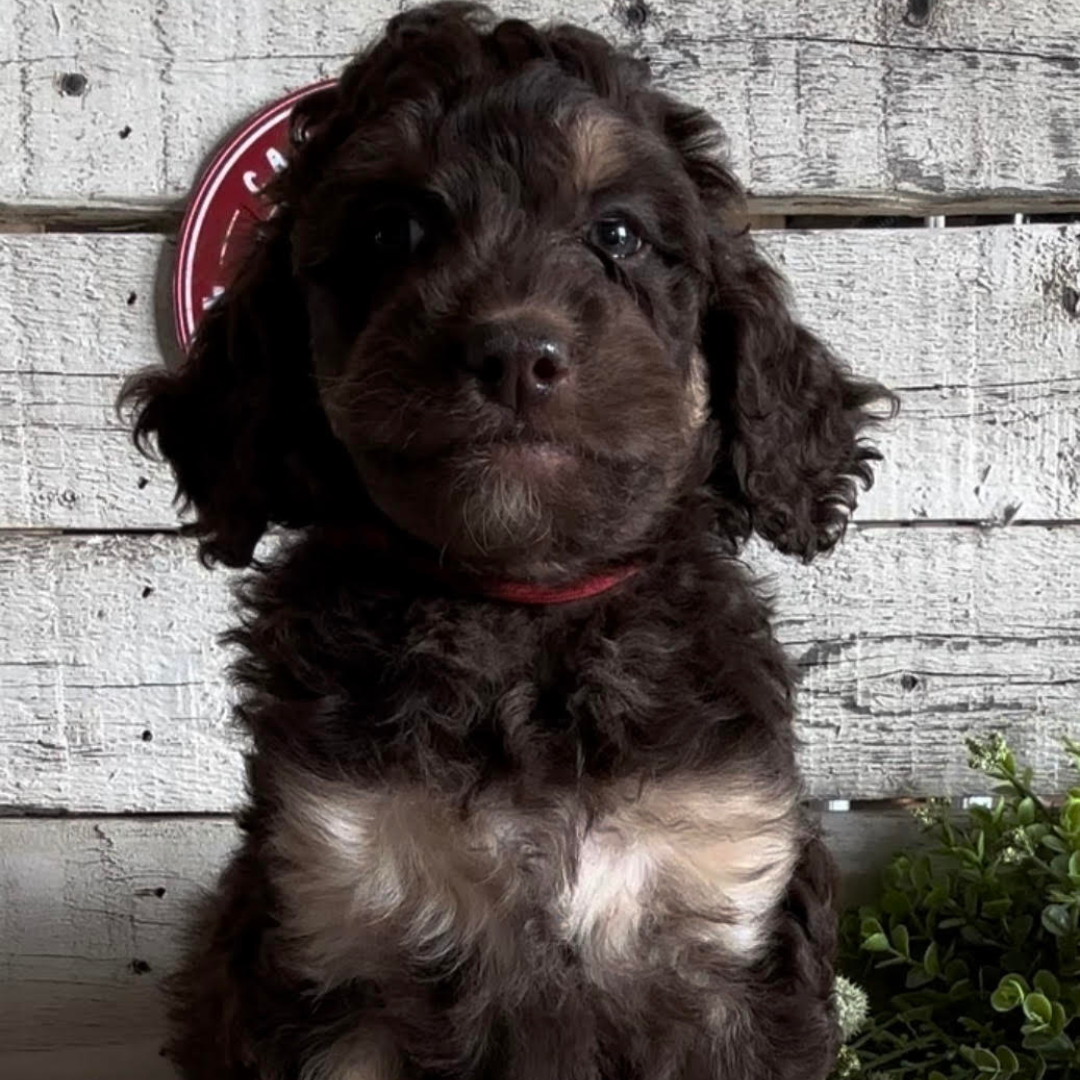 Queen (Female, F1b Maxi Bernedoodle) - FOUND A NEW HOME