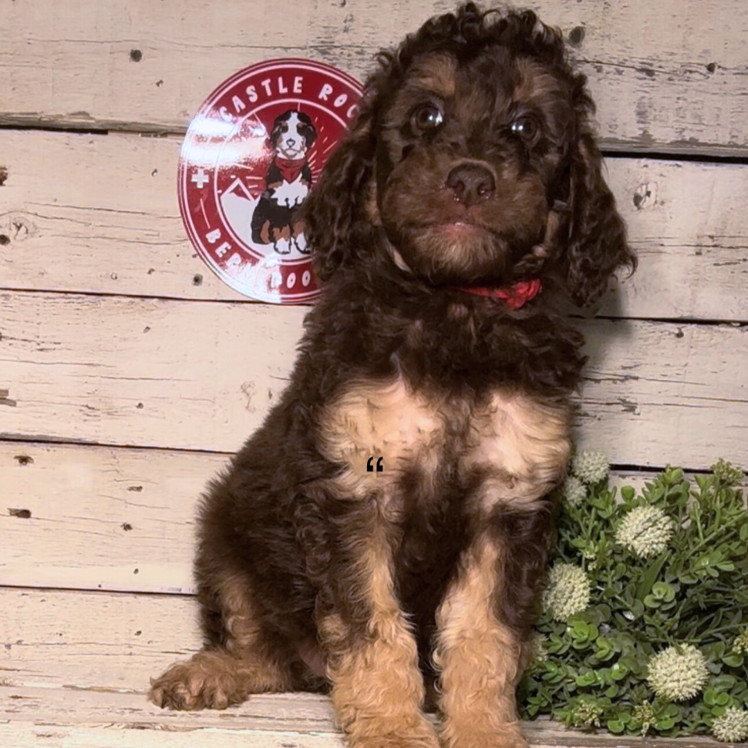 Queen (Female, F1b Maxi Bernedoodle) - FOUND A NEW HOME