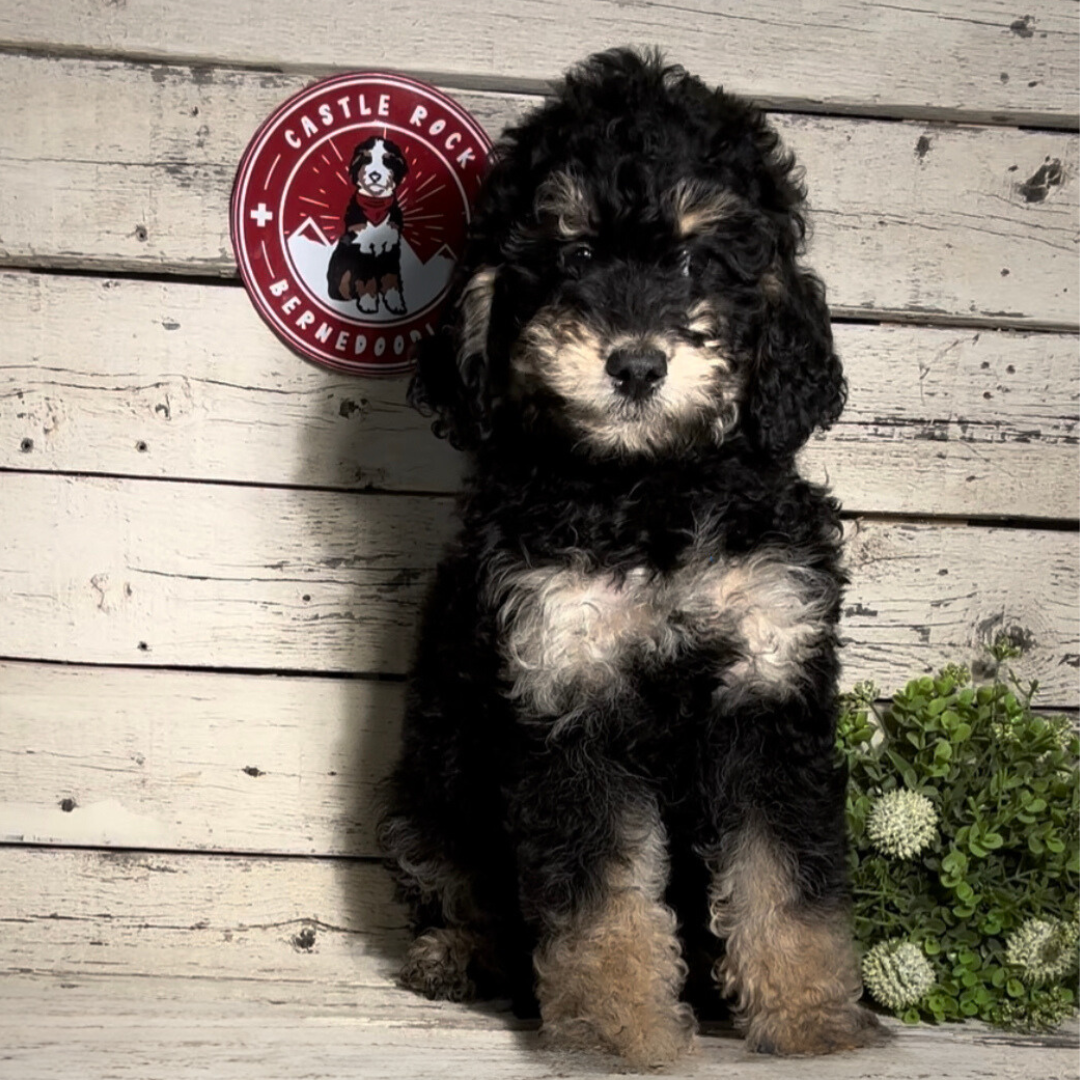 Quincy (Female, F1b Maxi Bernedoodle)
