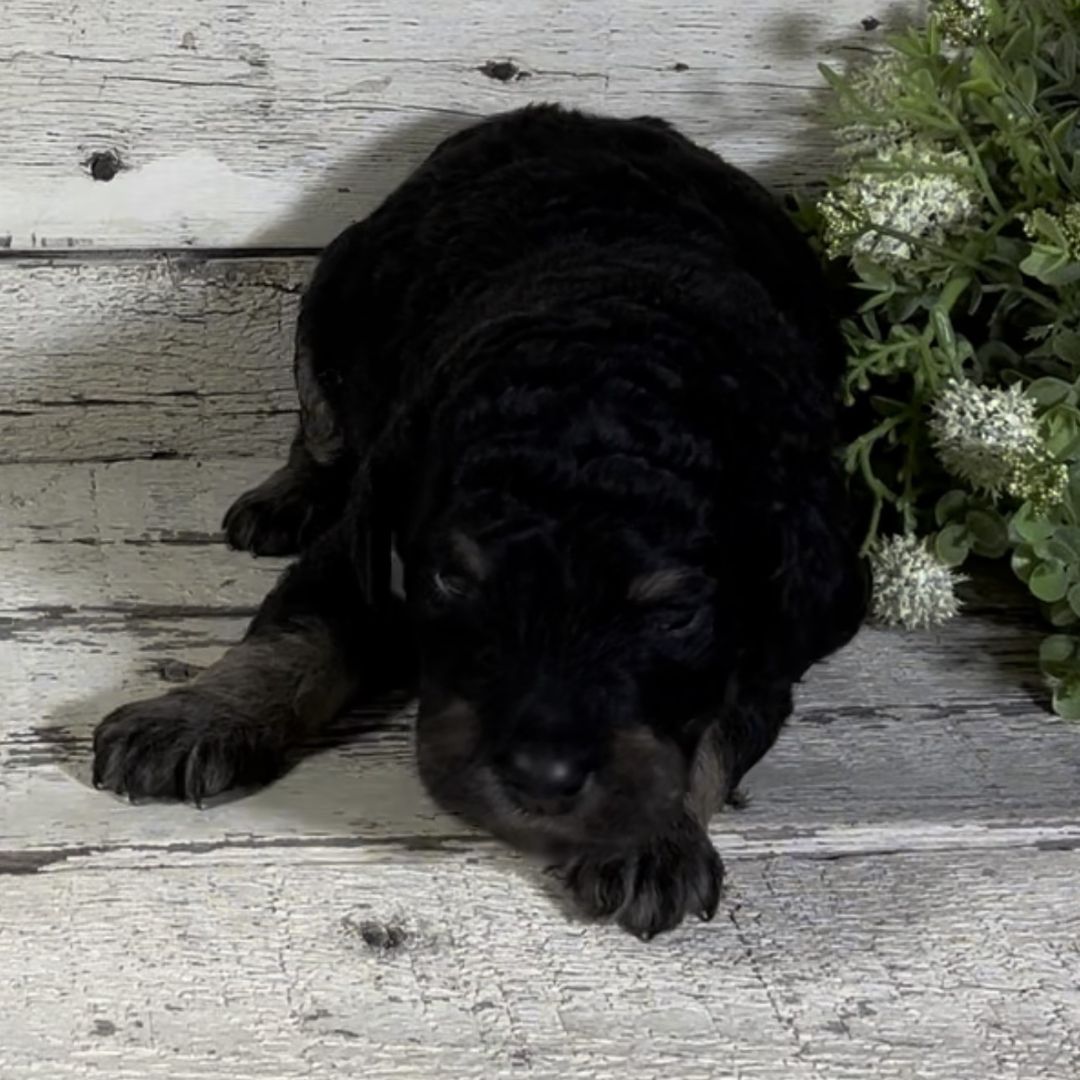 Quincy (Female, F1b Maxi Bernedoodle)