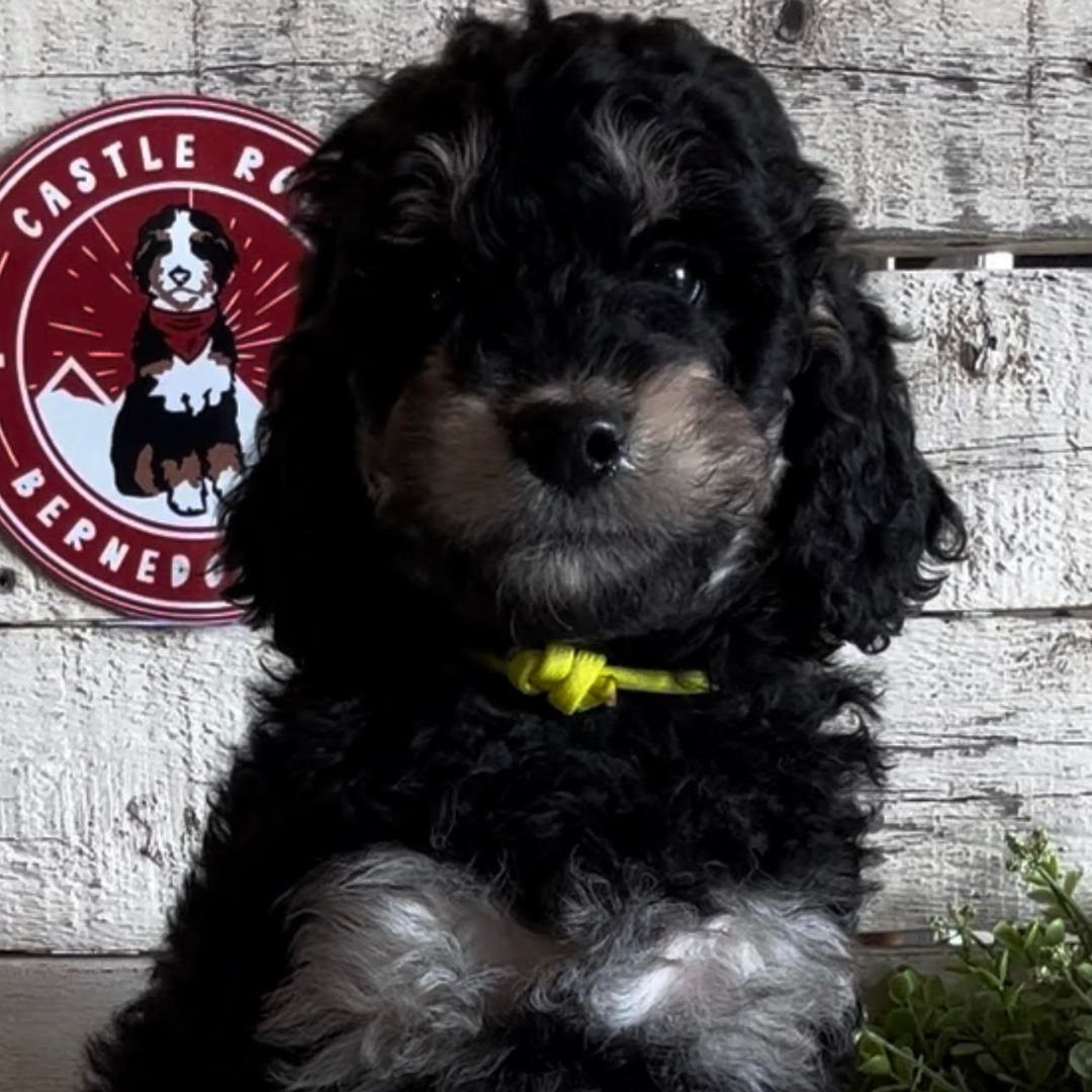 Quincy (Female, F1b Maxi Bernedoodle)