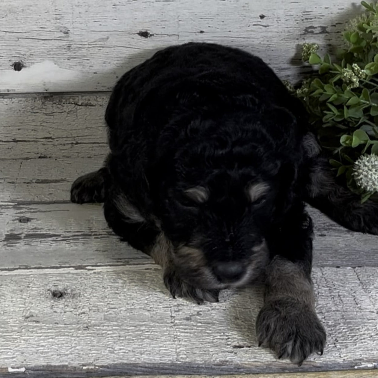 Quincy (Female, F1b Maxi Bernedoodle)