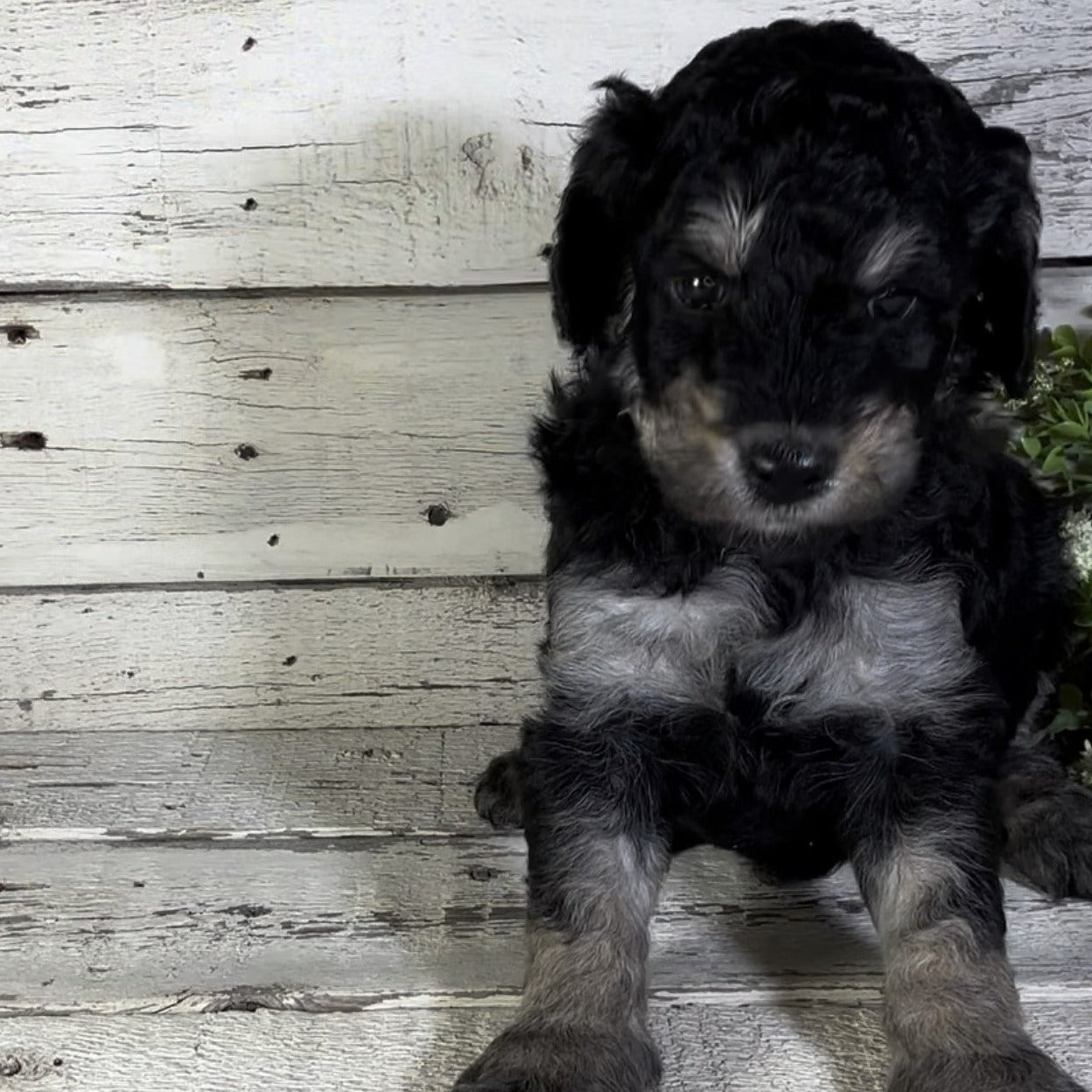 Quincy (Female, F1b Maxi Bernedoodle)