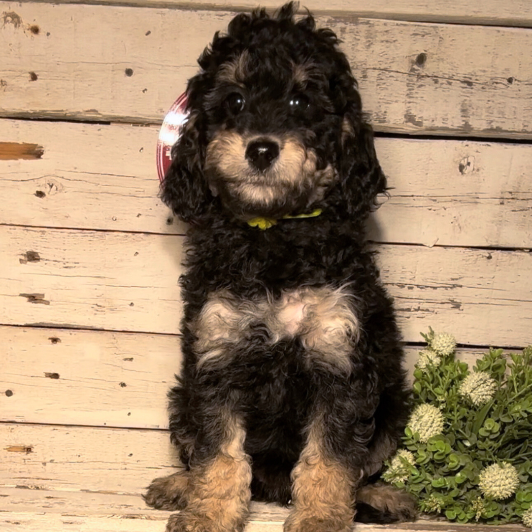Quincy (Female, F1b Maxi Bernedoodle)