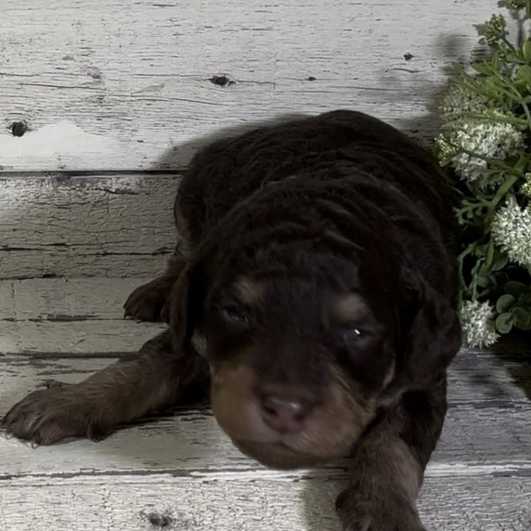 Quinn (Male, F1b Maxi Bernedoodle)