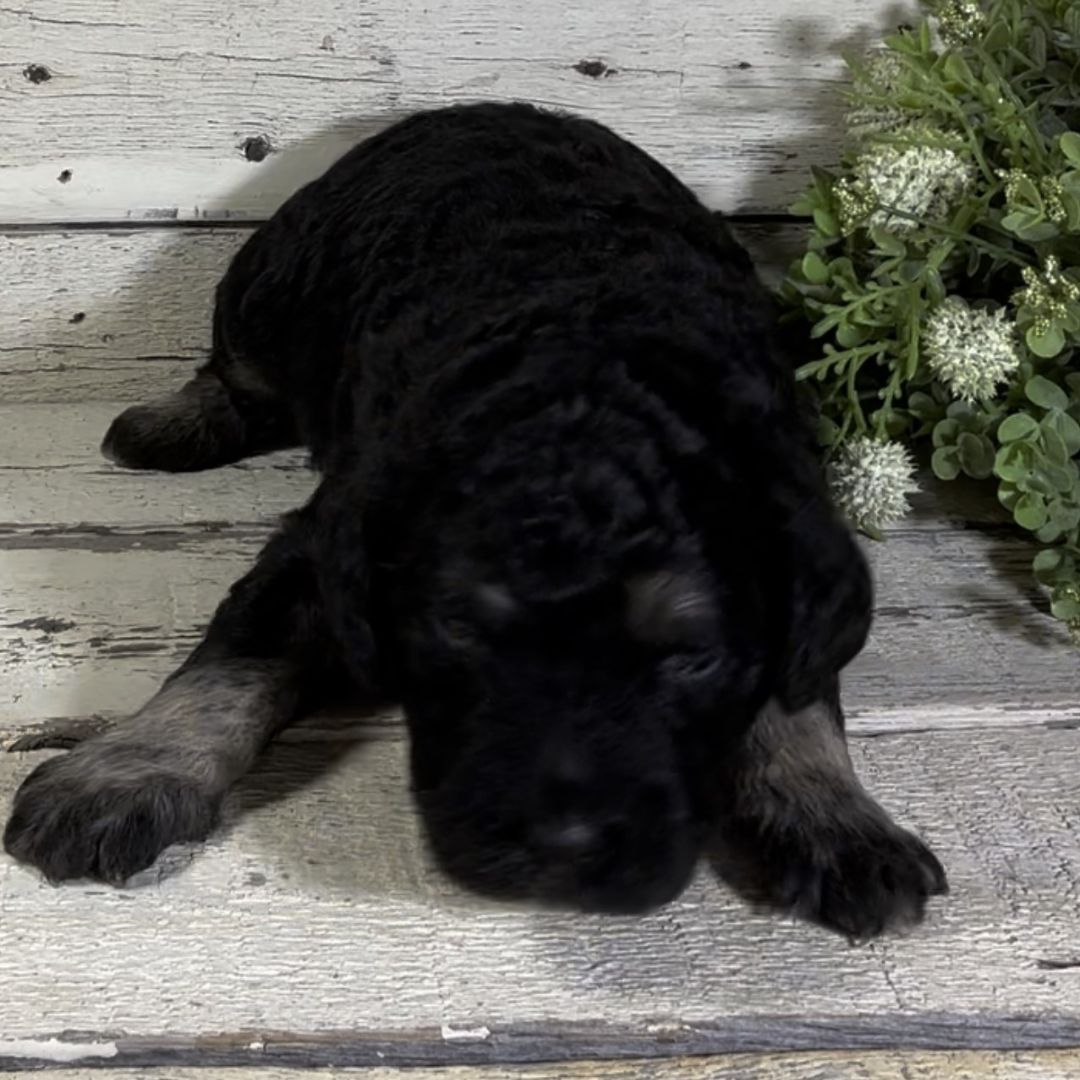 Quentin (Male, F1b Maxi Bernedoodle)