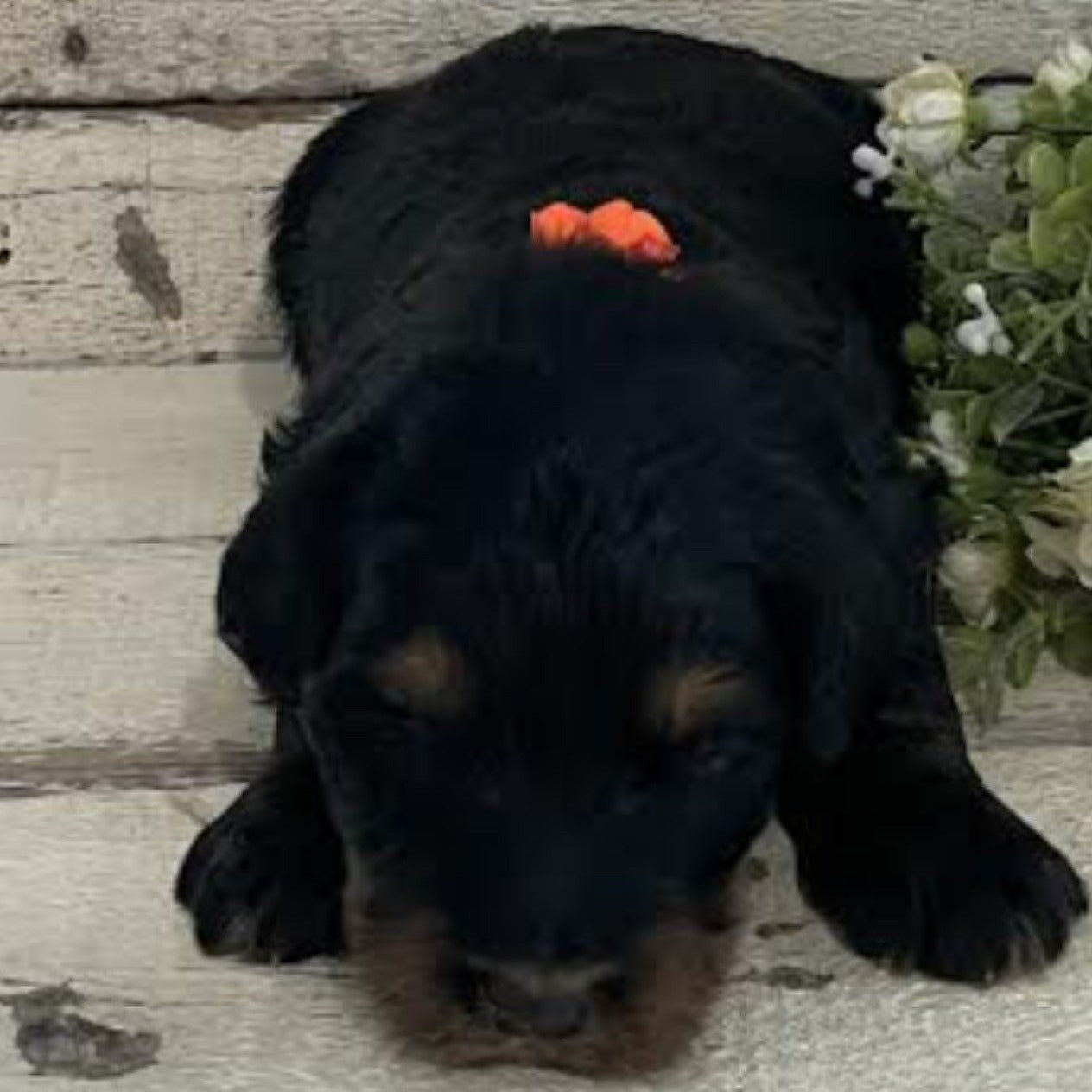 Ramsey (Female, F1 Mini Bernedoodle)