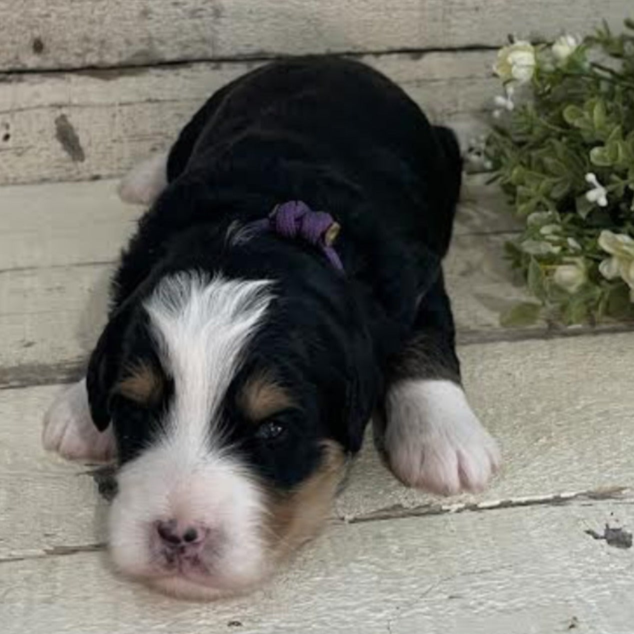 Reagan (Male, F1 Mini Bernedoodle)