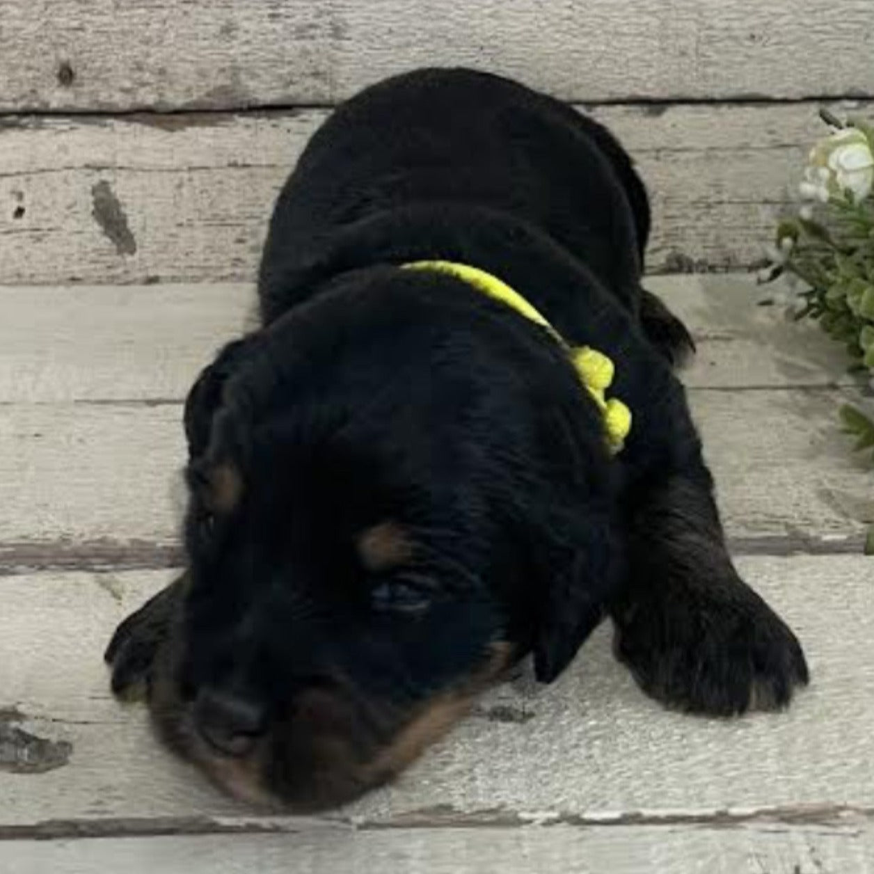 Remington (Female, F1 Mini Bernedoodle)