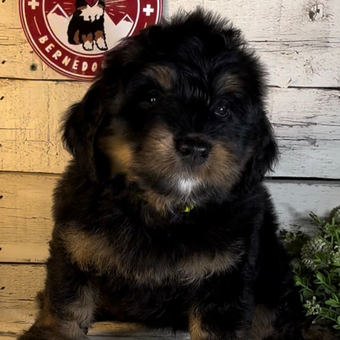 Remington (Female, F1 Mini Bernedoodle)