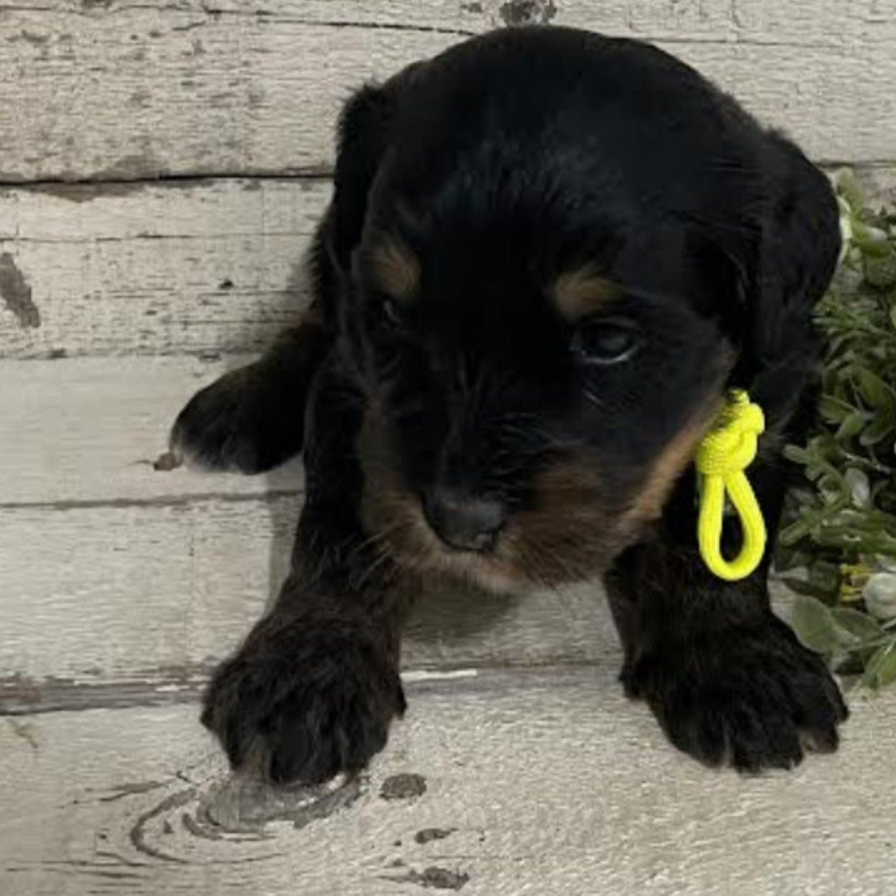 Remington (Female, F1 Mini Bernedoodle)