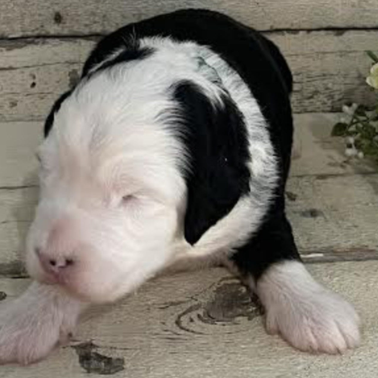 Rhett (Male, F1 Mini Bernedoodle)
