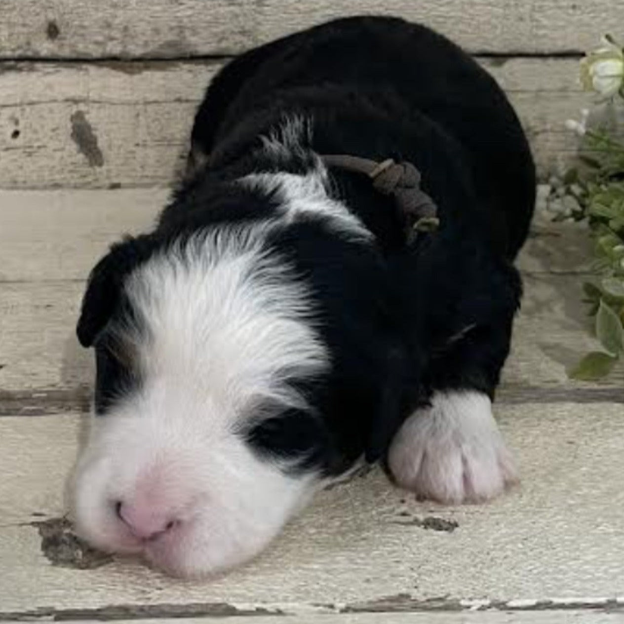 Riker (Male, F1 Mini Bernedoodle)