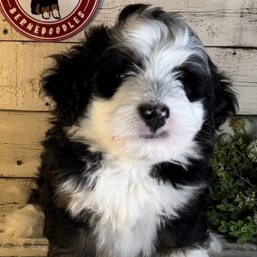 Riker (Male, F1 Mini Bernedoodle)