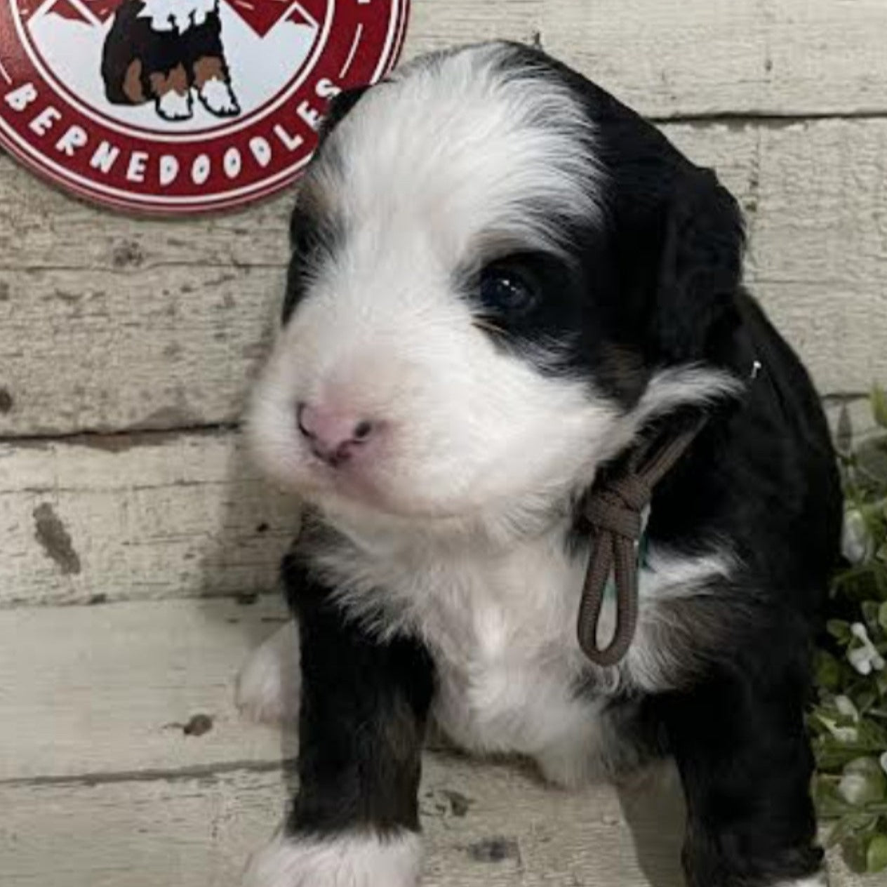 Riker (Male, F1 Mini Bernedoodle)