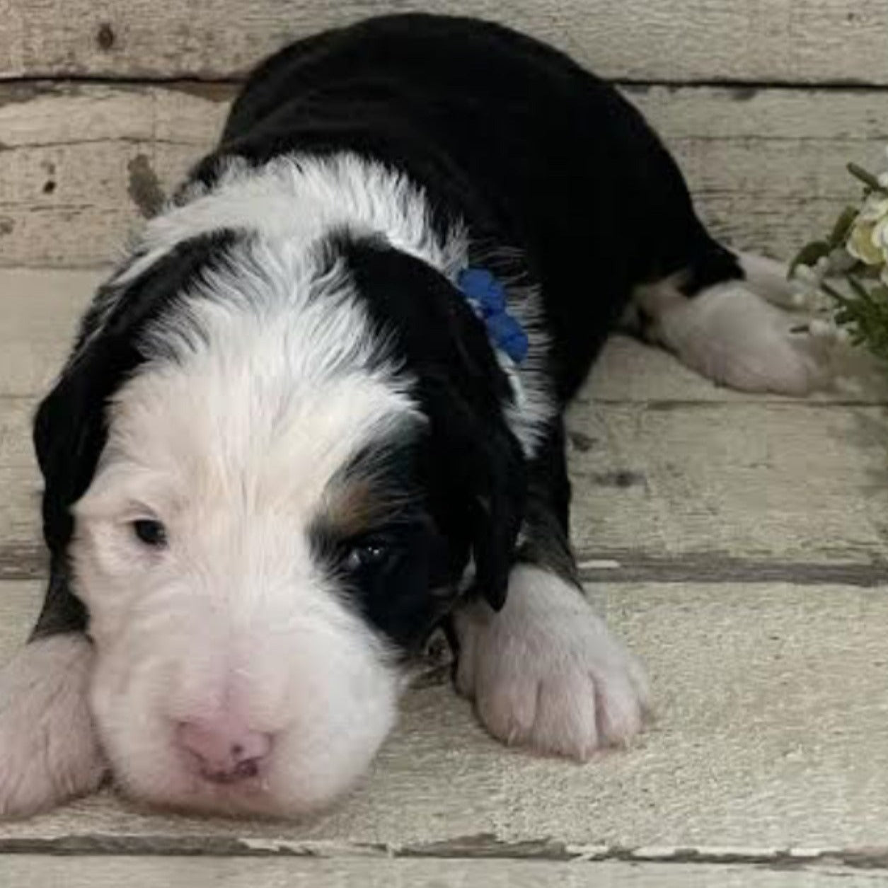 Robin (Male, F1 Mini Bernedoodle) - FOUND A NEW HOME