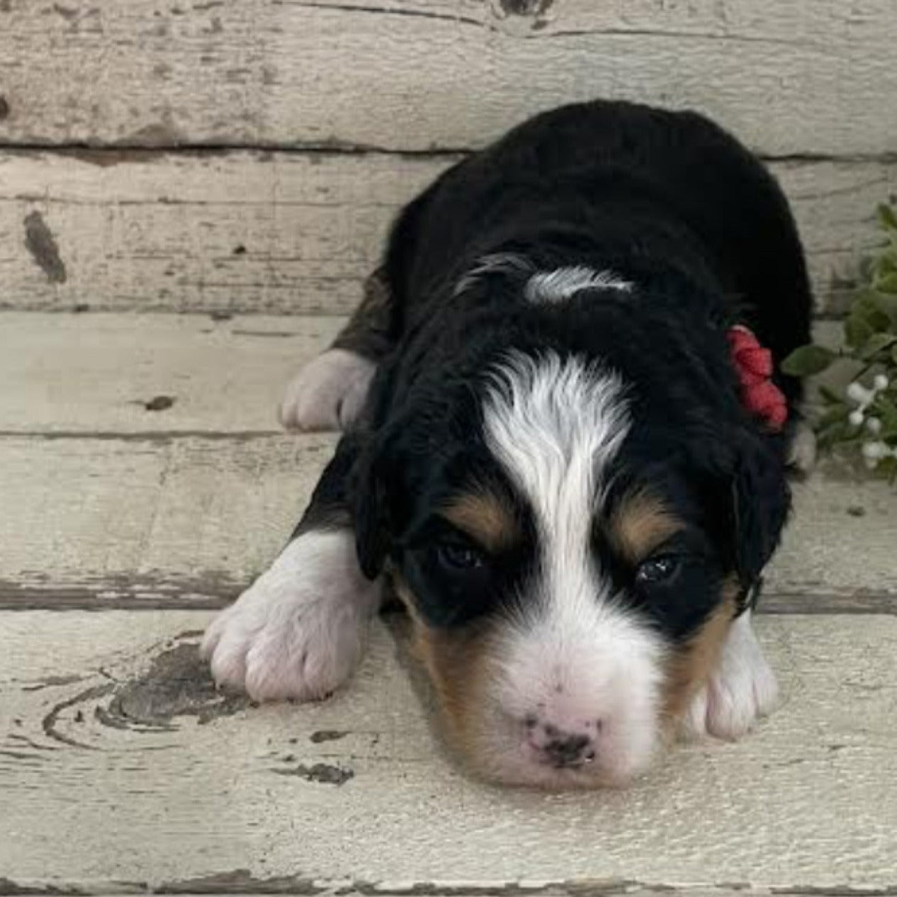 Rudy (Male, F1 Mini Bernedoodle)