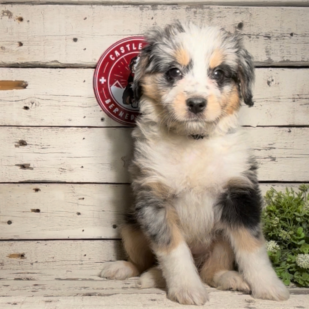 Sally (Female, F1 Mini Blue Merle)