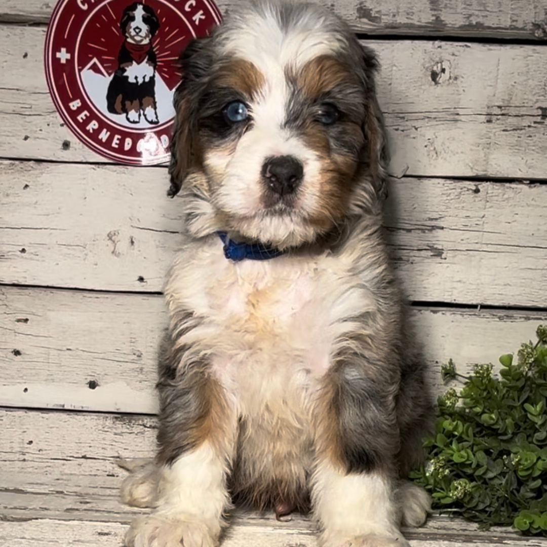 Sam (Male, F1 Mini Blue Merle)