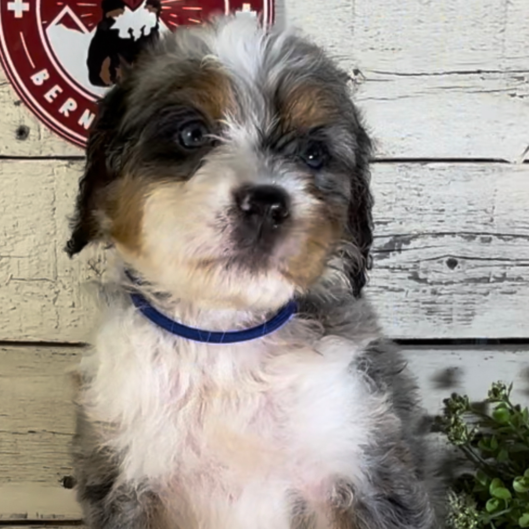 Sam (Male, F1 Mini Blue Merle)