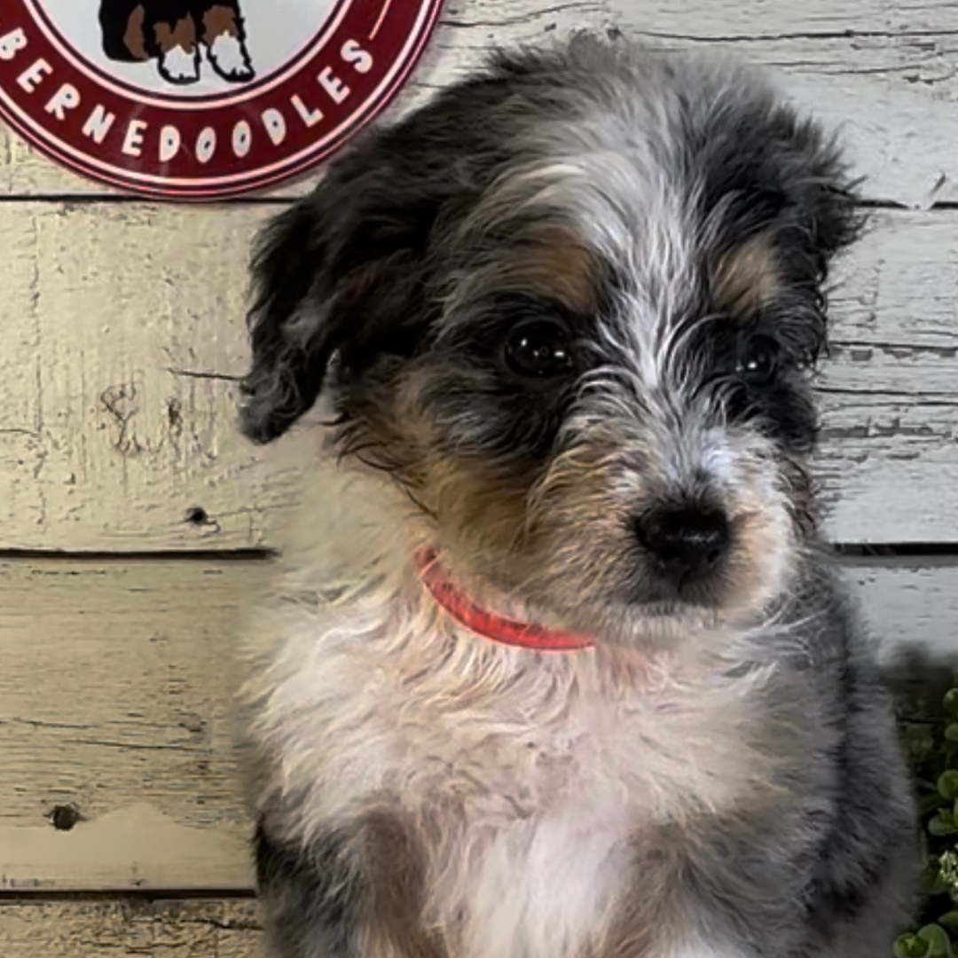 Samantha (Female, F1 Mini Blue Merle)