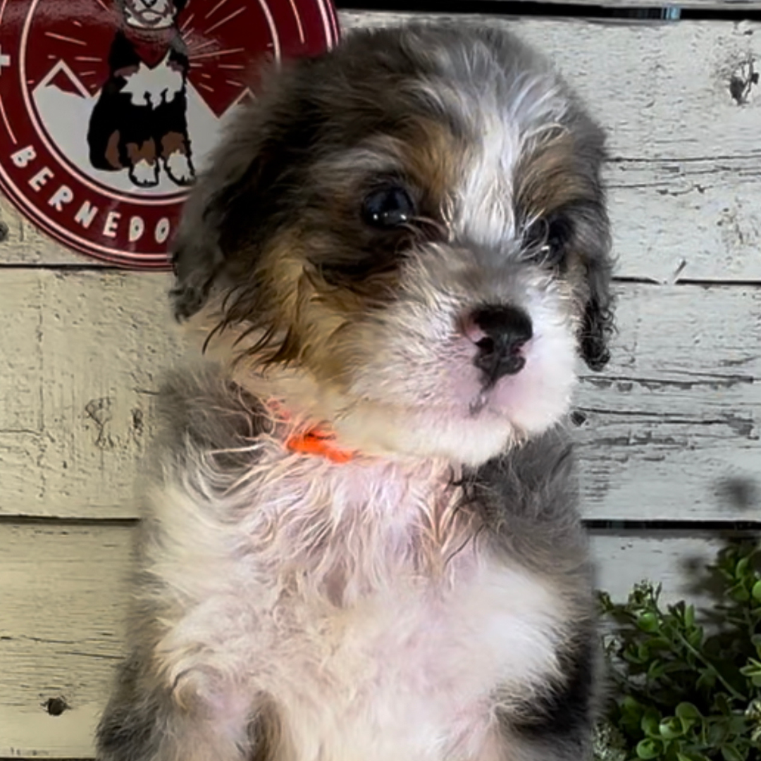 Sasha (Male, F1 Mini Blue Merle)