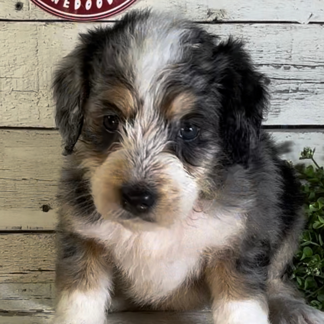 Sawyer (Female, F1 Mini Blue Merle)