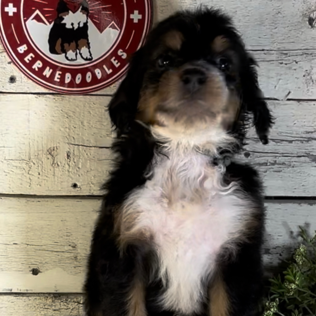 Shannon (Female, F1 Mini Bernedoodle)
