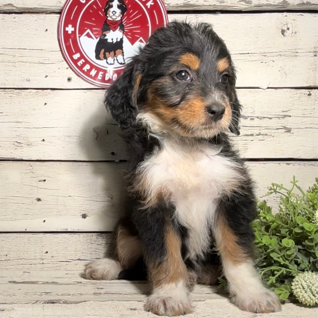 Shannon (Female, F1 Mini Bernedoodle)