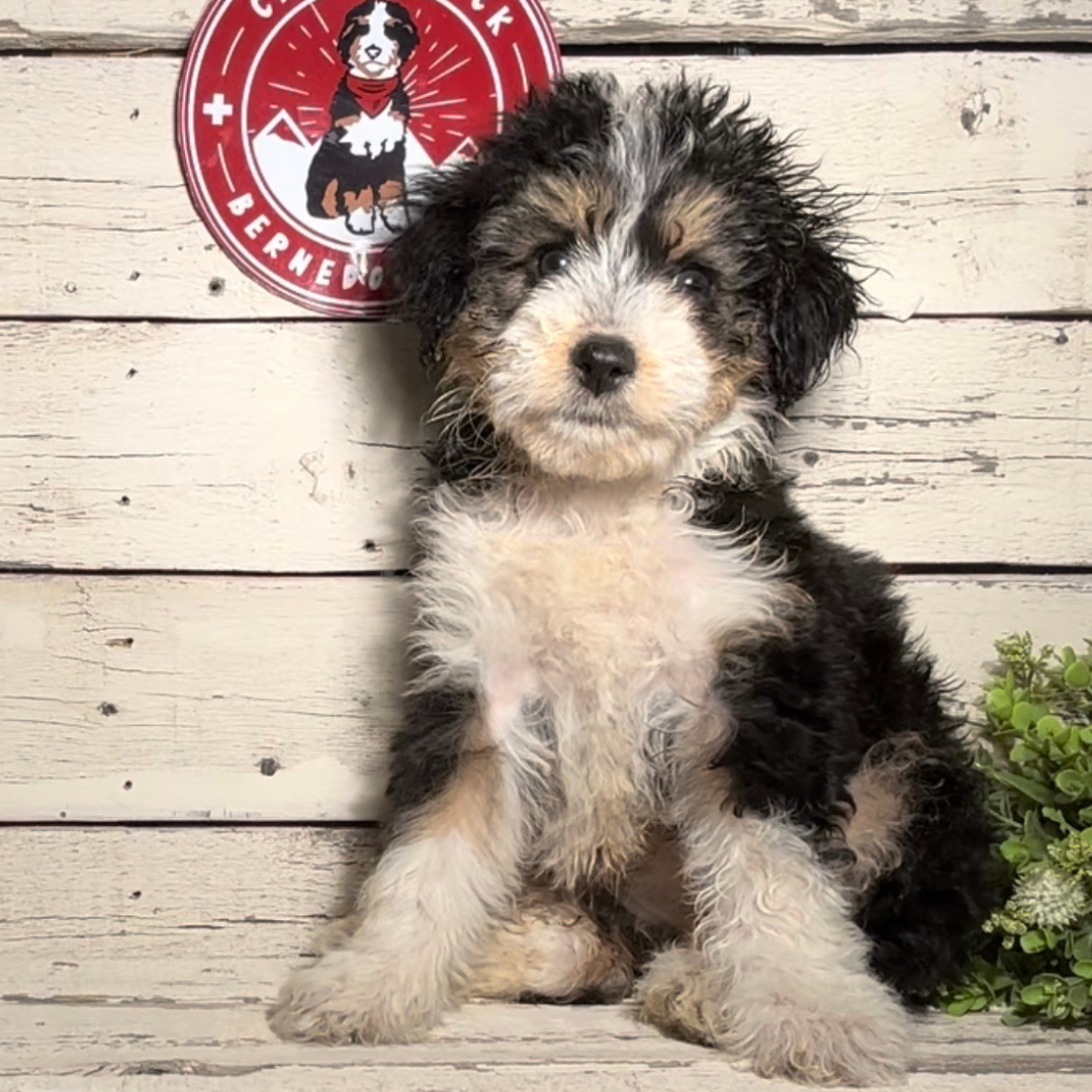 Shiloh (Female, F1 Mini Bernedoodle)