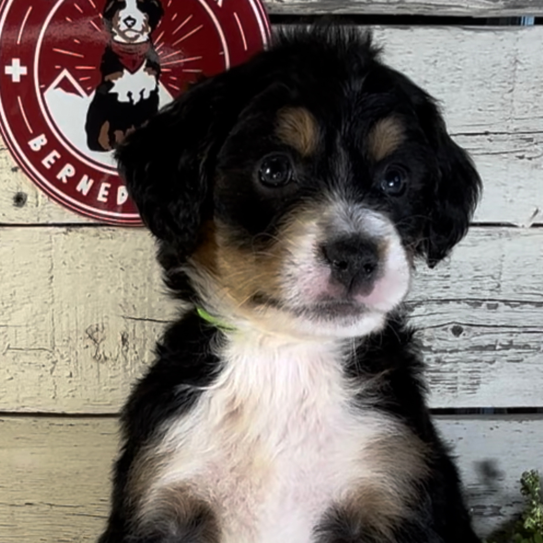Shiloh (Female, F1 Mini Bernedoodle)