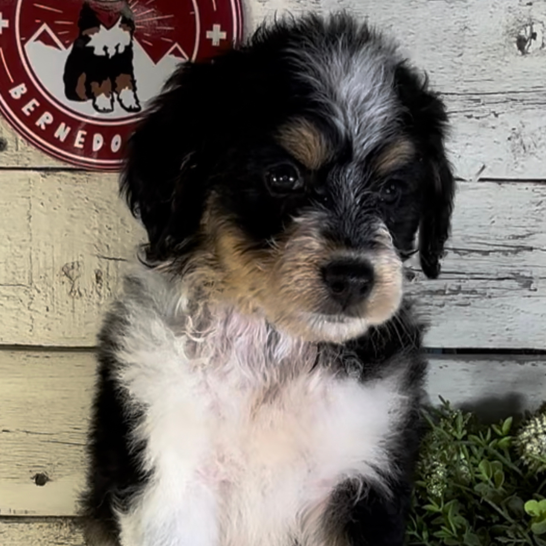 Siggy (Female, F1 Mini Bernedoodle)