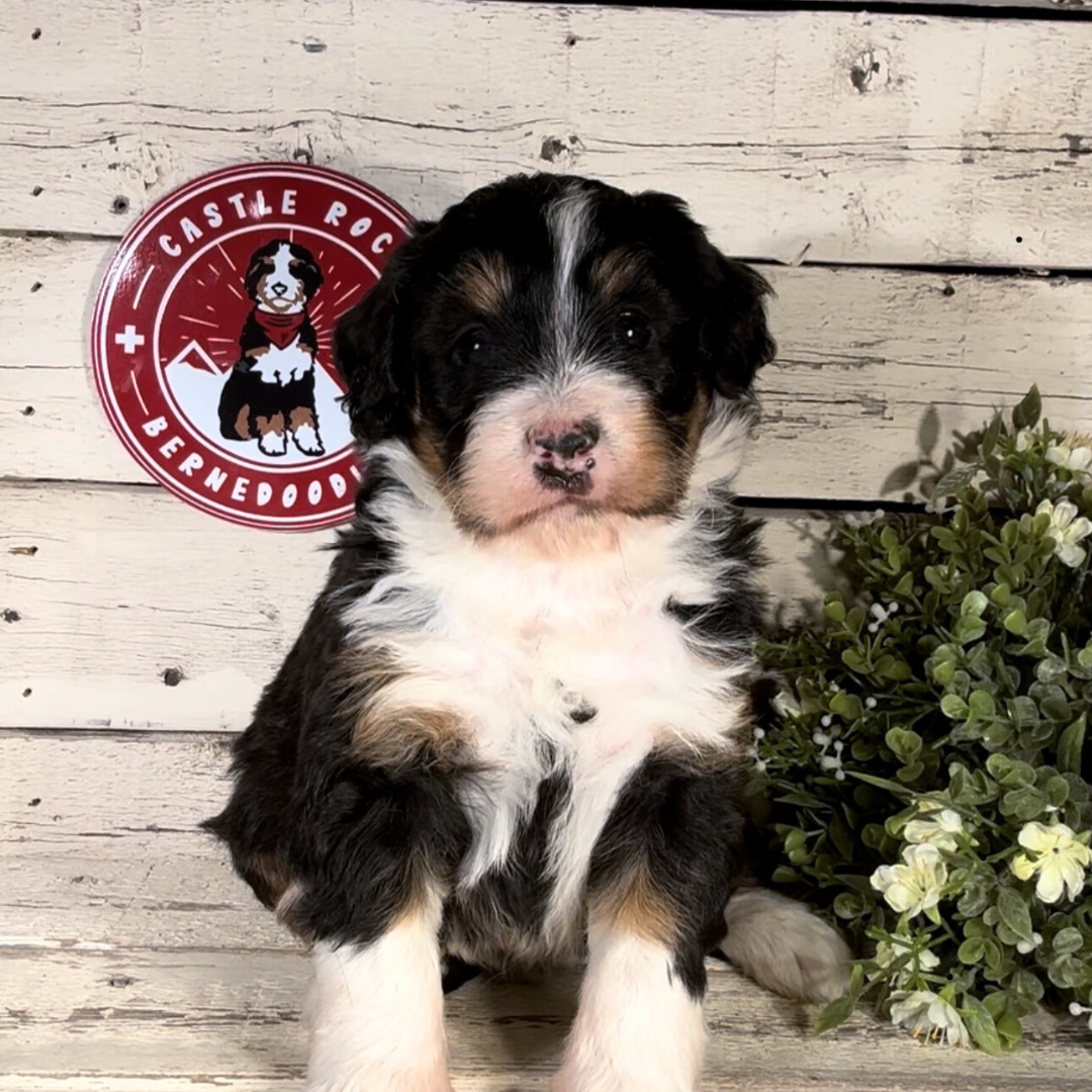 Snowball (Female, F1 Mini Bernedoodle)