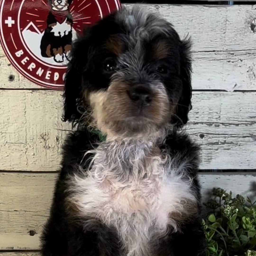 Spencer (Female, F1 Mini Bernedoodle)